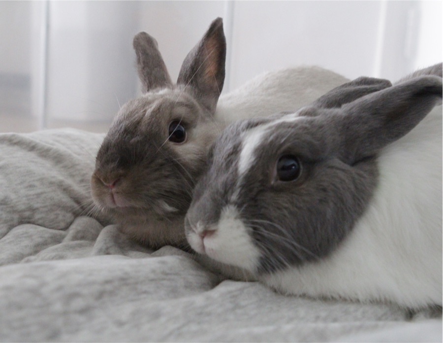 Khaki and Mungu